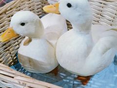 -浣熊柯尔鸭土拨鼠·电玩咖