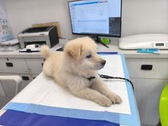 -博特宠物医院24h犬猫全科.骨科·异宠