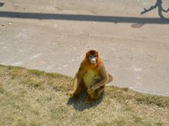 -西霞口神雕山野生动物世界