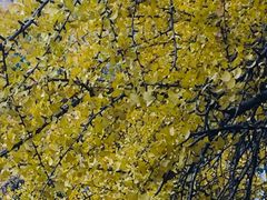 -四川大学(华西校区)