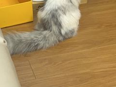 -伟伟宠物医院·CT影像中心·瑞派犬猫综合性门诊(汉口总院)