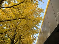 -北京大学口腔医院(魏公村总院)