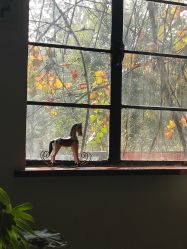 -艾米丽儿童摄影