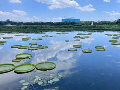 -荷塘月色湿地公园·向阳花洲