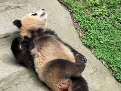 -都江堰中华大熊猫苑
