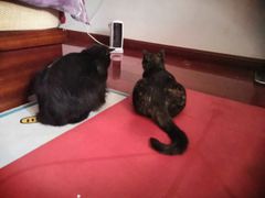 -派联宠物医院·24h·CT·异宠