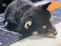 -逗柴咖啡屋·狗咖猫咖宠物桌游