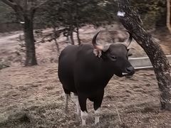 -清迈夜间动物园