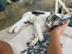 -吉丁鸟咖·异宠·寄养