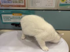 -虹泰宠物医院 ·旗舰店·24h(南秀路店)