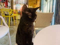 -喵屿·大理花园猫咖