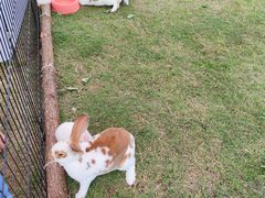-茯茶镇