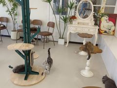 -共舞时光猫咖·狗咖(新街口店)