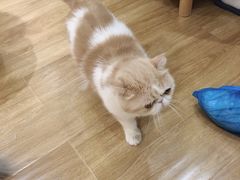 -滚猫咖啡·猫咖·猫友好撸猫(未来城店)
