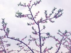 -桃花岛景观公园