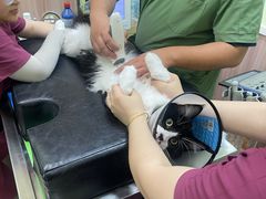 -瑞鹏宠物医院·宠保定点·心脏科·内科(御桥分院)