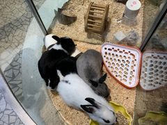 -momokira米努特·德文卷毛猫·棉花面纱犬
