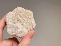 芸豆糕-东兴顺爆肚张