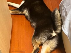 -唐小姐の猫狗洗护·购宠旗舰店(周浦万达店)