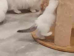 -楼上猫咖(罗湖店)
