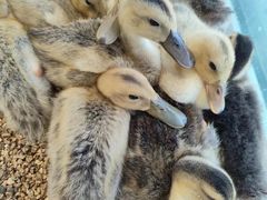 -怪兽屋·羊驼·猫咖·狗咖(俊华广场店)