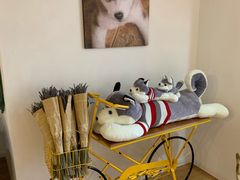 -Husky Go! 哈士奇体验馆·宠物咖啡厅狗咖