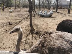 -大连森林动物园