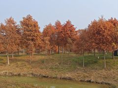 -合肥滨湖国家森林公园