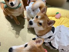 -逗柴咖啡屋·狗咖猫咖宠物桌游