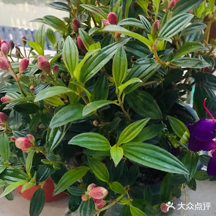              细雨沐春光    花事尽开张