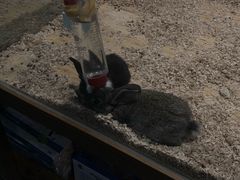 -龟与熊猫宠物公园(南坪店)