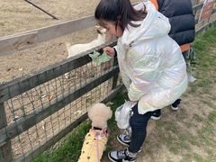 -田园东方蜜桃村的田野营地