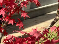 -湖畔居茶楼(湖滨店)