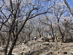 -北京鹫峰国家森林公园