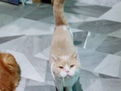 -爱宠屋pet shop·宠物洗澡·宠物美容