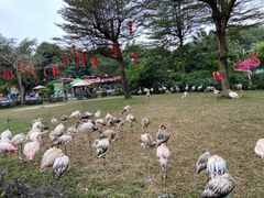 -广州长隆飞鸟乐园
