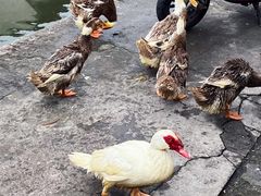 -绍兴书圣故里景区