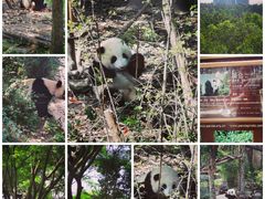 -成都大熊猫繁育研究基地