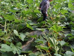 -万源龙顺度假庄园生态观光园