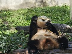 -卧龙中华大熊猫苑神树坪基地