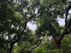 -定胜糕小店-蒋顺发