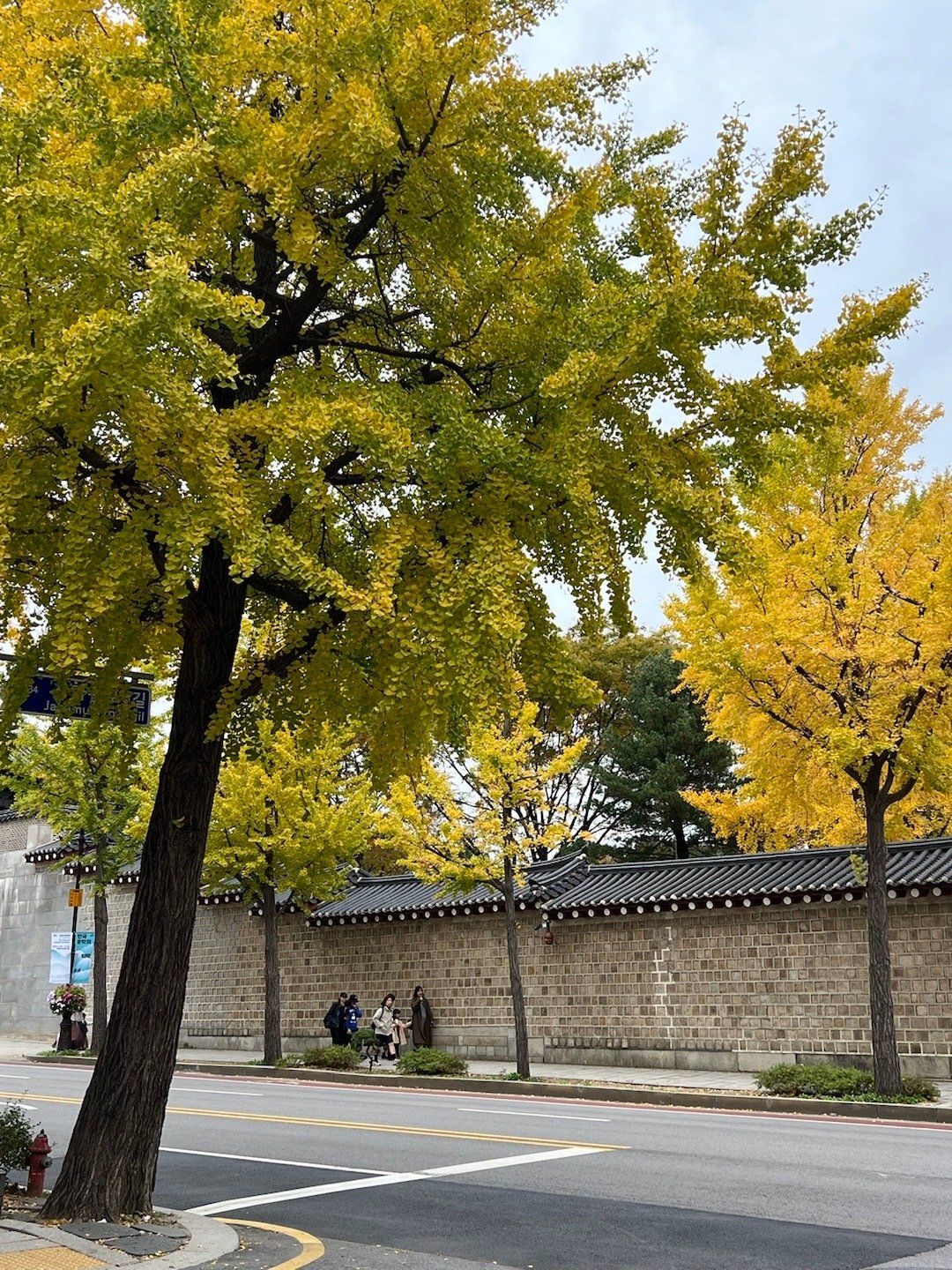金灿灿的首尔!来看银杏啦!景福宫整条路都是银