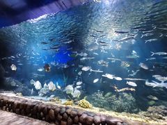 -华夏文旅海洋公园