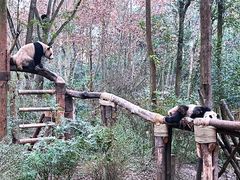 景点-成都大熊猫繁育研究基地