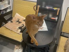 -琪喵猫屋·撸猫猫咖·猫舍