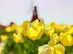 -菊园百果园