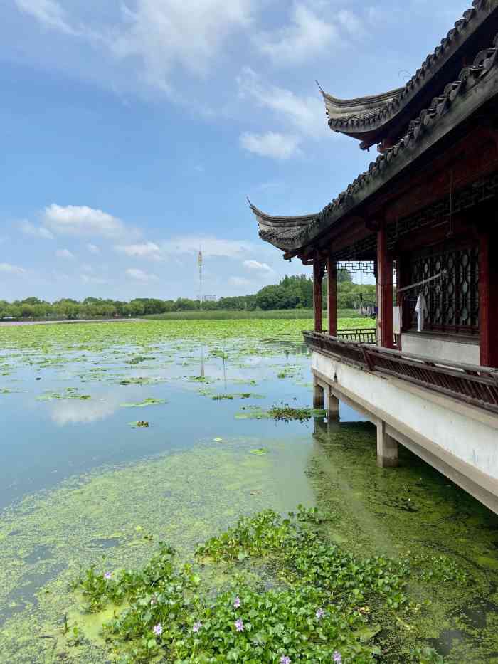 汾湖公园"紧邻上海青浦的苏州吴江区,绝对是上海的后.