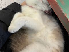-喵喵咪呀布偶猫咖(春熙路店)