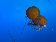 -太平洋海底世界