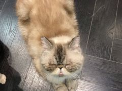 -猫色咖啡·猫咖